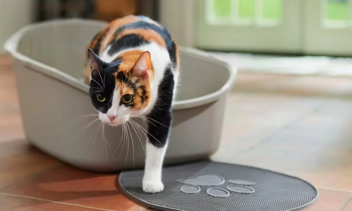 Why is my cat suddenly pooping outside the litter box? home style cafe